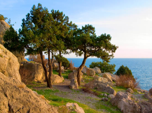 Pine trees on sea coast.