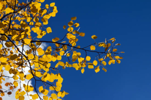 Yellow Aspen Leaves Against Blue Sky