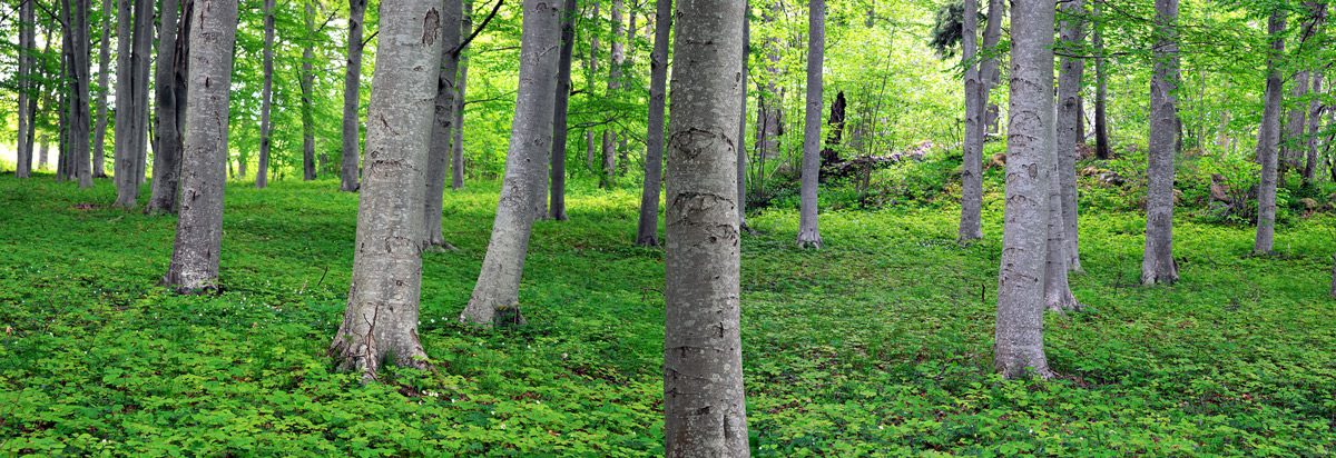 photodune-4818764-aspen-trees-in-park-xxl-1