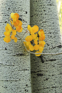 Yellow aspen leaves with aspen tree trunk, Rocky Mountains, Colo